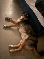 Reunited Male Dog last seen Old Pearland, Pearland, TX 77581
