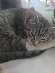 Found/Stray Male Cat last seen Mulberry St and Waggaman Ave, Laurel, MD 20707