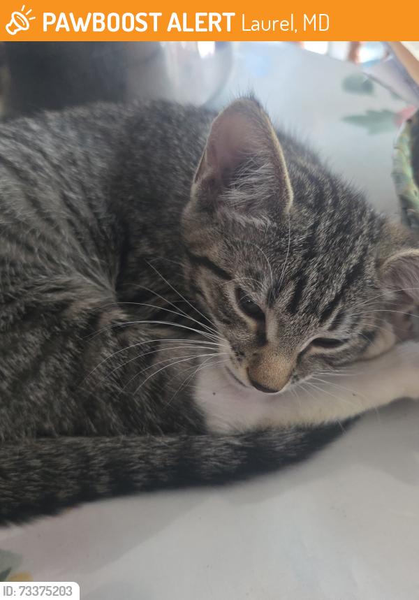 Found/Stray Male Cat last seen Mulberry St and Waggaman Ave, Laurel, MD 20707