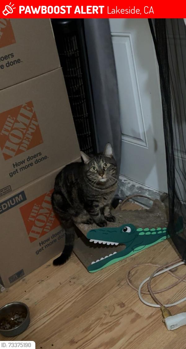 Lost Male Cat last seen Marilla dr, Lakeside, CA 92040
