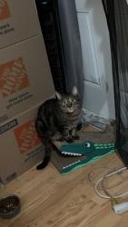 Lost Male Cat last seen Marilla dr, Lakeside, CA 92040