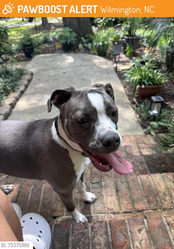 Found/Stray Female Dog last seen Indian cove, Wilmington, NC 28409