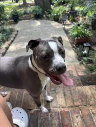 Found/Stray Female Dog last seen Indian cove, Wilmington, NC 28409