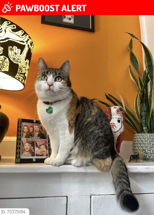 Lost Female Cat last seen Clarendon Rd opposite Malik Mini Market / Park Drive / Marlborough Avenue area, Greater Manchester, England M16 0AL