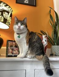 Lost Female Cat last seen Clarendon Rd opposite Malik Mini Market / Park Drive / Marlborough Avenue area, Greater Manchester, England M16 0AL