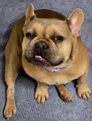 Lost Female Dog last seen Park mall area wilmot to craycroft, Tucson, AZ 85711