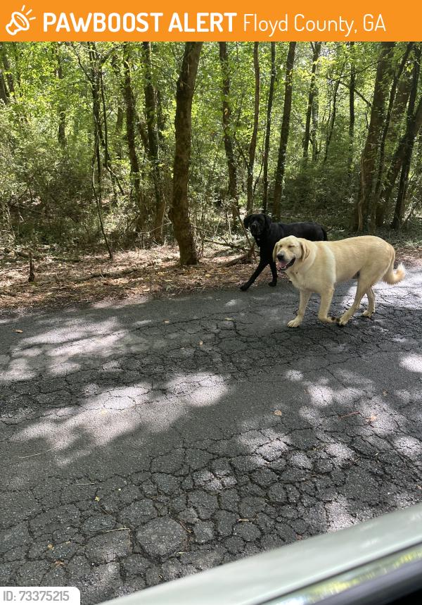 Found/Stray Unknown Dog last seen Near big curve near river, Floyd County, GA 30161