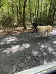 Found/Stray Unknown Dog last seen Near big curve near river, Floyd County, GA 30161
