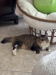 Reunited Female Cat last seen Banyan Trails & Winston Park, Coconut Creek, FL 33073