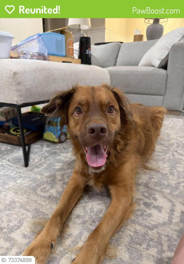 Reunited Male Dog last seen Poplar Pike & Hunters Forest Drive, Germantown, TN 38138