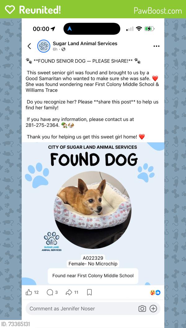 Reunited Female Dog last seen Silver Creek Circle and River Trace, Richmond, TX 77406