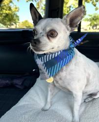 Reunited Female Dog last seen Near M Lakesidehills Ct, Granbury, TX 76048