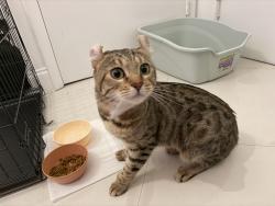Reunited Male Cat last seen Washington Ave and East Ave, West Haven, CT 06516