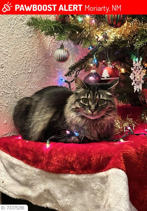 Lost Female Cat last seen I live near the water tower, Moriarty, NM 87035