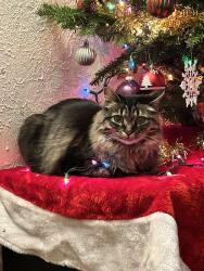 Lost Female Cat last seen I live near the water tower, Moriarty, NM 87035