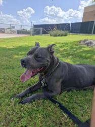 Lost Female Dog last seen Lampasas texas, Lampasas, TX 76550