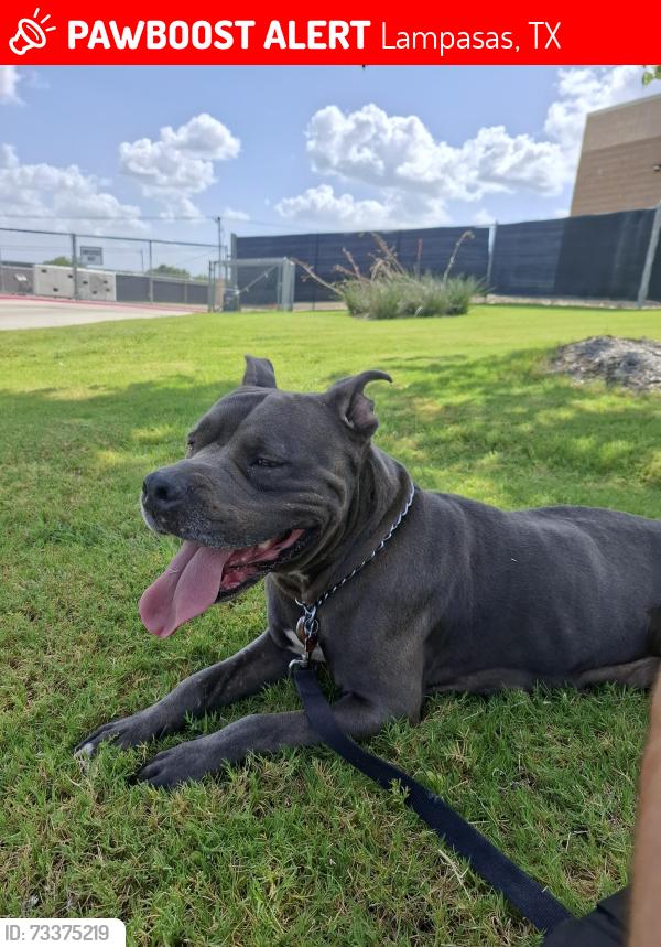 Lost Female Dog last seen Lampasas texas, Lampasas, TX 76550