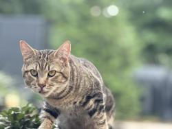 Found/Stray Unknown Cat last seen Sunrise Valley Drive and Fairfax County Parkway, Reston, VA 20191