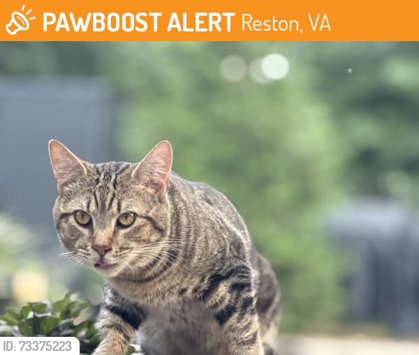 Found/Stray Unknown Cat last seen Sunrise Valley Drive and Fairfax County Parkway, Reston, VA 20191