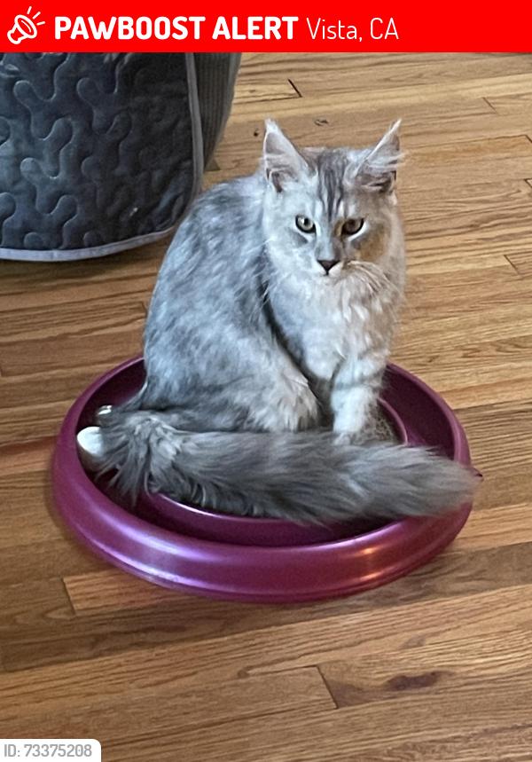 Lost Male Cat last seen Taylor Road, Vista, CA 92084