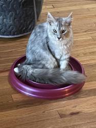 Lost Male Cat last seen Taylor Road, Vista, CA 92084