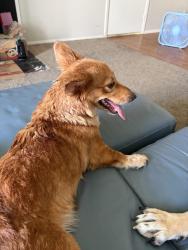 Found/Stray Female Dog last seen Pawnderosa Pawn, Little Rock, AR 72204