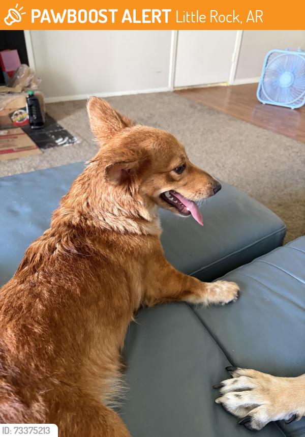 Found/Stray Female Dog last seen Pawnderosa Pawn, Little Rock, AR 72204