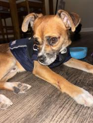 Found/Stray Male Dog last seen Walmart okeechobee, Fort Pierce, FL 34950