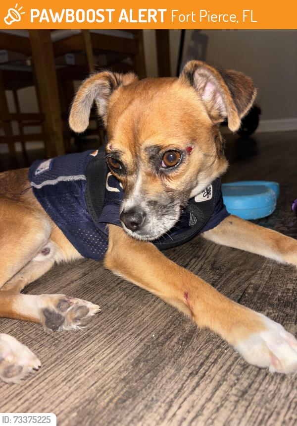 Found/Stray Male Dog last seen Walmart okeechobee, Fort Pierce, FL 34950