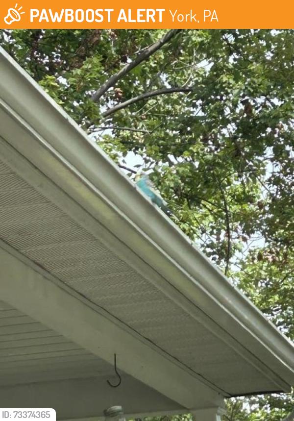 Found/Stray Unknown Bird last seen Denny Ln, York, PA 17406