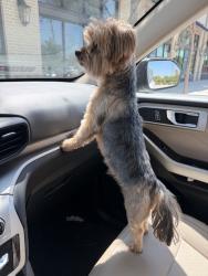 Reunited Female Dog last seen Camberley Ct, Keller, TX 76248, USA, Keller, TX 76248