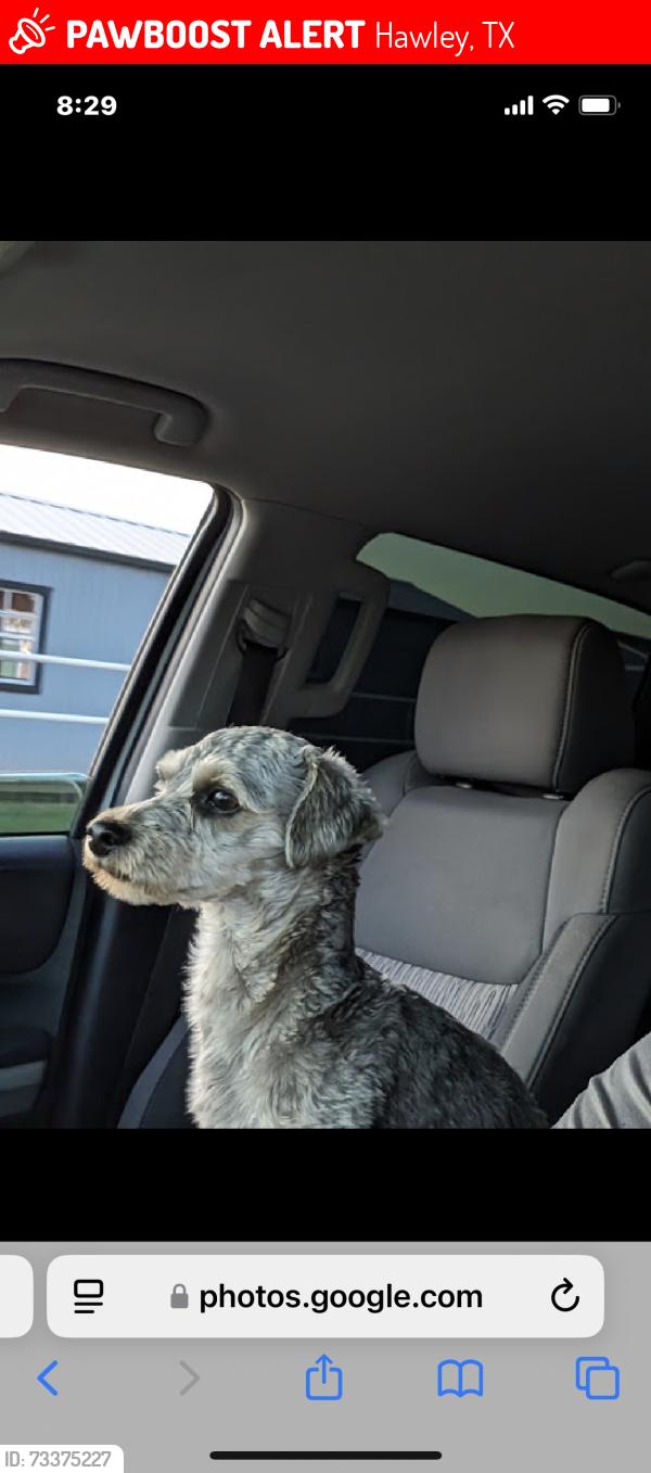 Lost Male Dog last seen Dollar general, Hawley, TX 79525