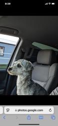 Lost Male Dog last seen Dollar general, Hawley, TX 79525