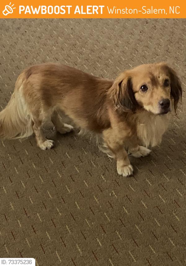 Found/Stray Male Dog last seen Bradford ct, Winston-Salem, NC 27106