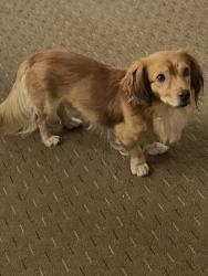 Found/Stray Male Dog last seen Bradford ct, Winston-Salem, NC 27106