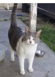 Reunited Female Cat last seen Palm Ave, National City, CA 91950, USA, National City, CA 91950