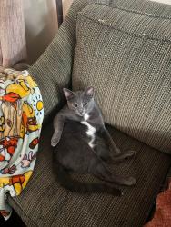 Lost Male Cat last seen Leaf avenue and Greenland drive. Greenland east apmts and the 902 apmts, Murfreesboro, TN 37130