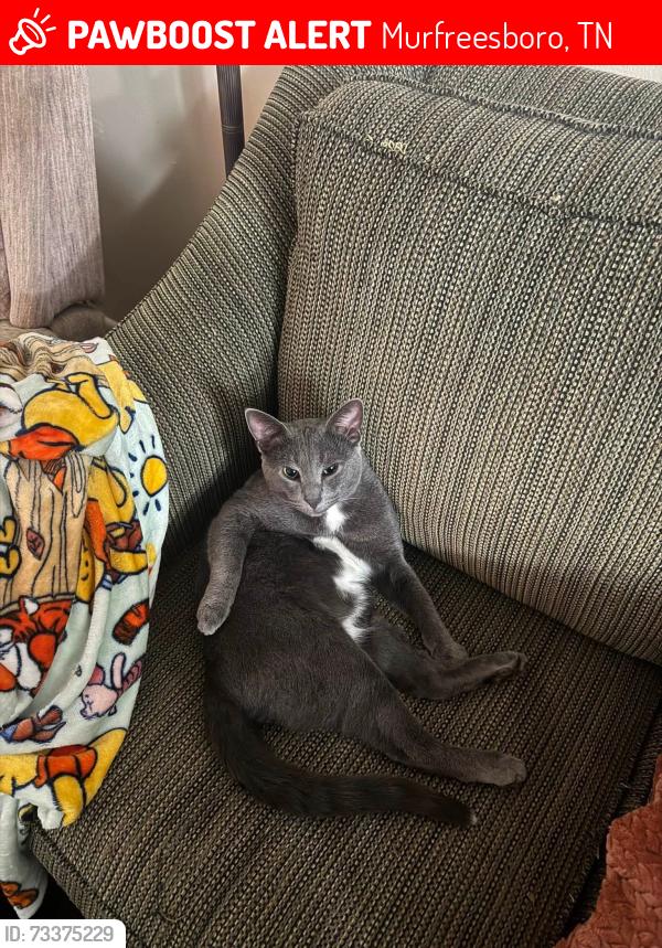Lost Male Cat last seen Leaf avenue and Greenland drive. Greenland east apmts and the 902 apmts, Murfreesboro, TN 37130