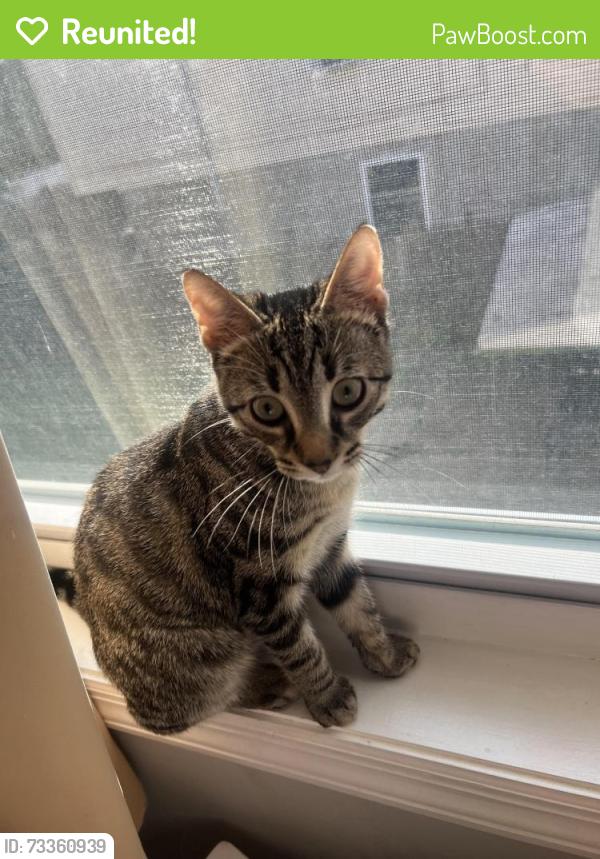 Reunited Male Cat last seen Olive St, Elizabeth, NJ 07201, USA, Elizabeth, NJ 07201