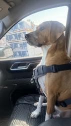 Lost Male Dog last seen Chalybeate gas station by the railroad tracks, Fuquay-Varina, NC 27526