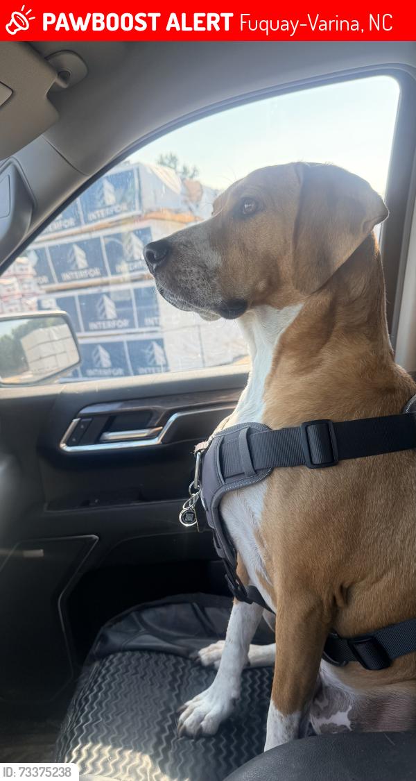 Lost Male Dog last seen Chalybeate gas station by the railroad tracks, Fuquay-Varina, NC 27526
