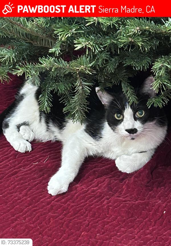 Lost Male Cat last seen Corner of mountain trail and Laurel, Sierra Madre, CA 91024