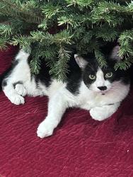 Lost Male Cat last seen Corner of mountain trail and Laurel, Sierra Madre, CA 91024