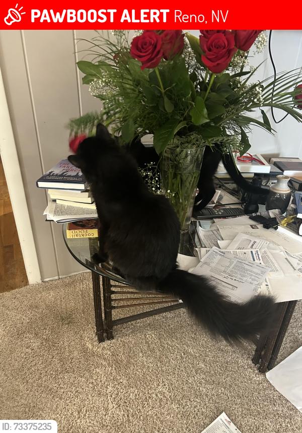 Lost Male Cat last seen Robin St. and Mckinley Drive, Reno, NV 89509, Reno, NV 89509