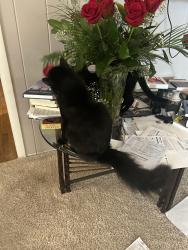 Lost Male Cat last seen Robin St. and Mckinley Drive, Reno, NV 89509, Reno, NV 89509