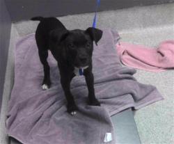Shelter Stray Female Dog last seen Near BLOCK W THARPE ST, TALLAHASSEE FL 32303, 1125 Easterwood Dr, Tallahassee, FL 32311, USA