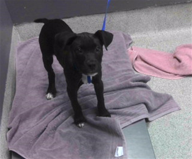 Shelter Stray Female Dog last seen Near BLOCK W THARPE ST, TALLAHASSEE FL 32303, 1125 Easterwood Dr, Tallahassee, FL 32311, USA