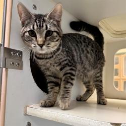 Shelter Stray Male Cat last seen Near BLOCK SUMMIT ST, RIVERSIDE CA 92504, 6851 Van Buren Boulevard, Jurupa Valley, CA 92509, USA