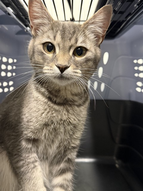 Shelter Stray Female Cat last seen TRUMPET FLOWER/YELLOW IRIS, 92618, 6443 Oak Canyon, Irvine, CA 92618, USA