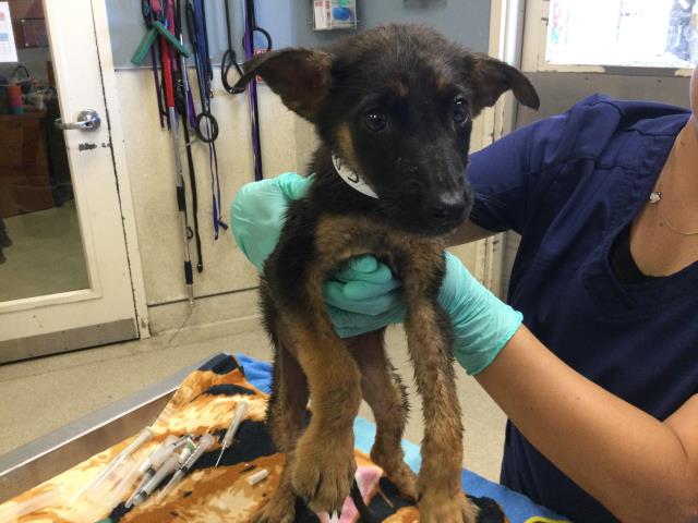 Shelter Stray Female Dog last seen Near BLOCK MARIE RD, PERRIS, CA, 6851 Van Buren Boulevard, Jurupa Valley, CA 92509, USA